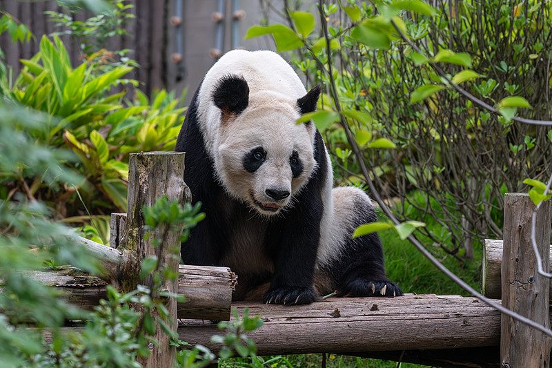 大熊猫 · Giant Panda