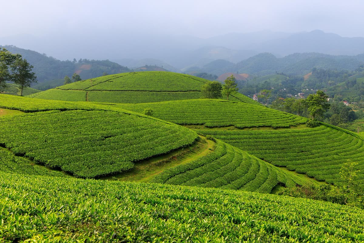 龙井茶园 · Longjing Tea Fields