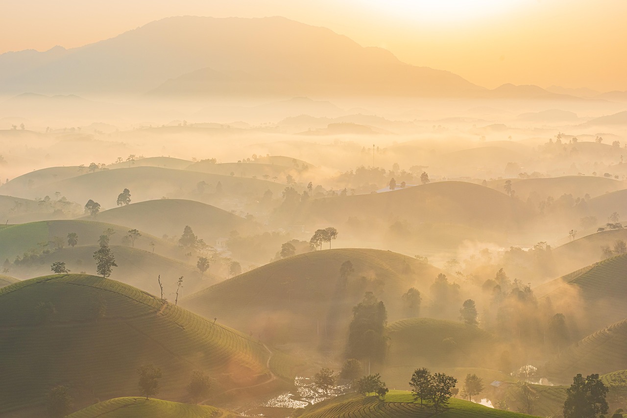 茶园晨雾 · Morning Mist over Tea Hills