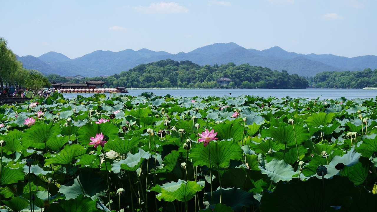 曲院风荷 · Lotus in the Breeze at Quyuan