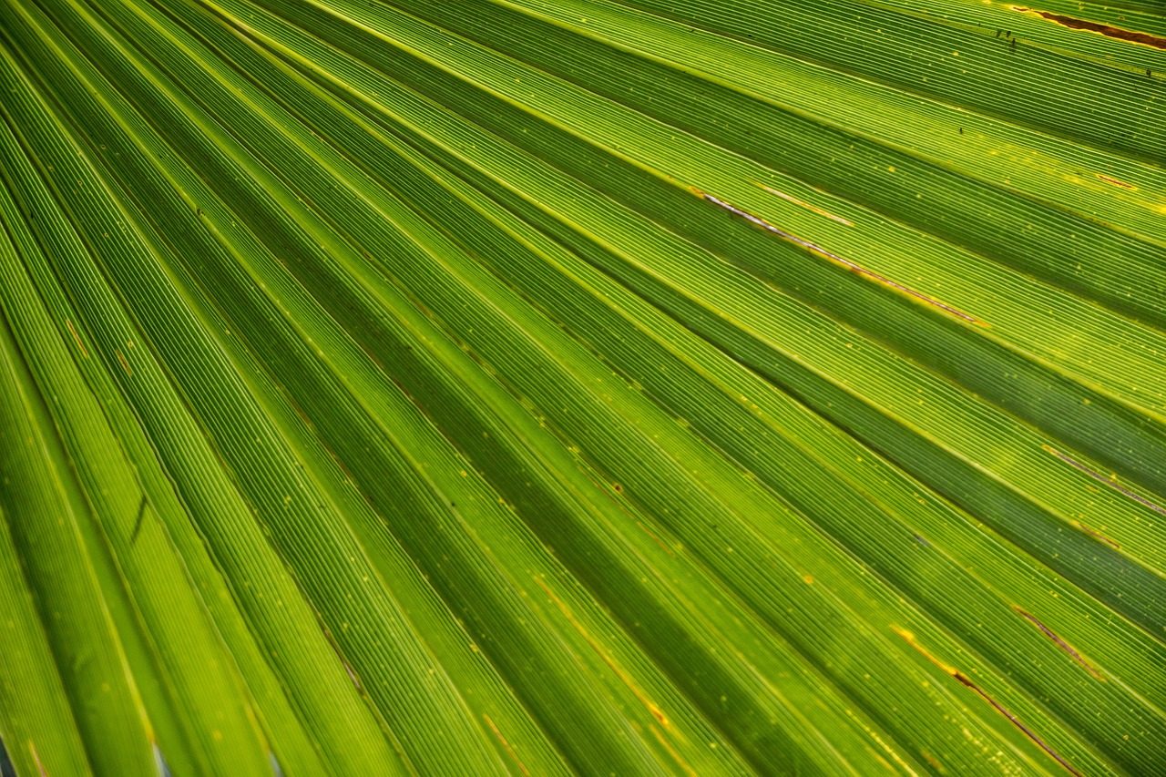 棕榈叶 · Palm Fronds